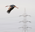 BB 10 0230 / Ciconia ciconia / Stork